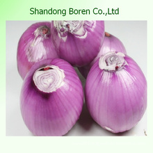 Supply Low Price&High Quality Onion